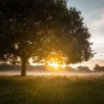 20 Powerful Prayers to Let Go of the Old and Embrace a New Beginning